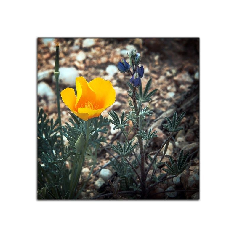 Mexican Gold Poppy and Desert Lupine