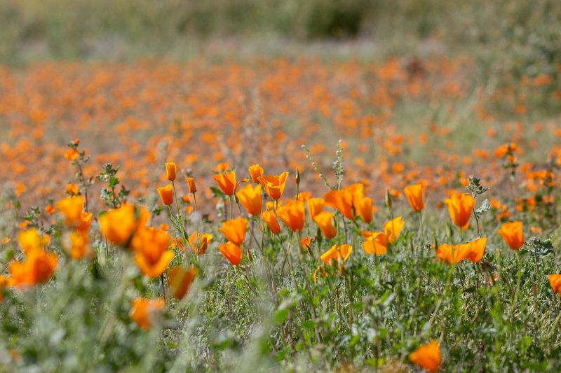 Mexican Gold Poppy