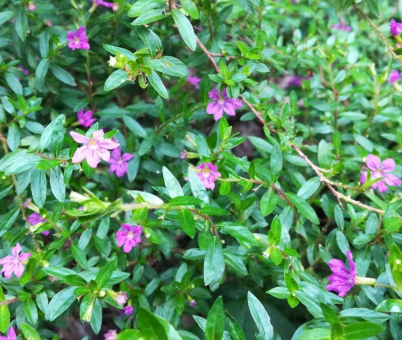 Mexican Heather Flowers Longer When It Gets Enough Light Mexican Heather Flowers Longer When It Gets Enough Light