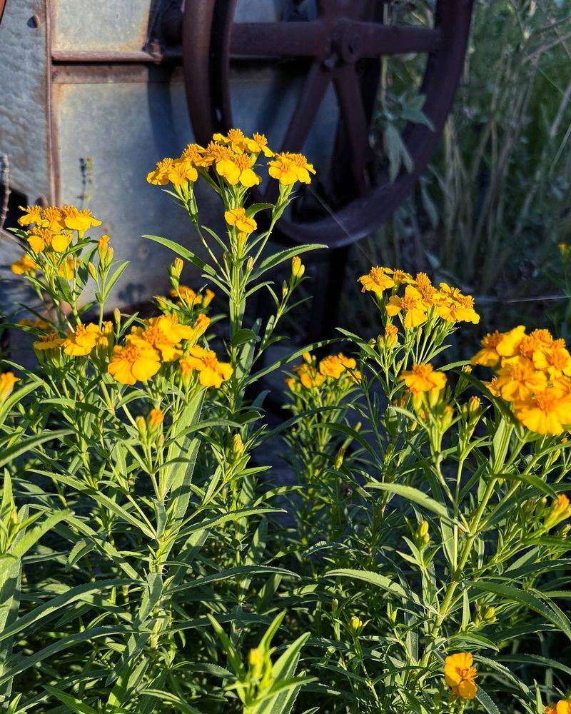 Mexican Mint Marigold Adds Fragrance And Fall Blooms Mexican Mint Marigold Adds Fragrance And Fall Blooms