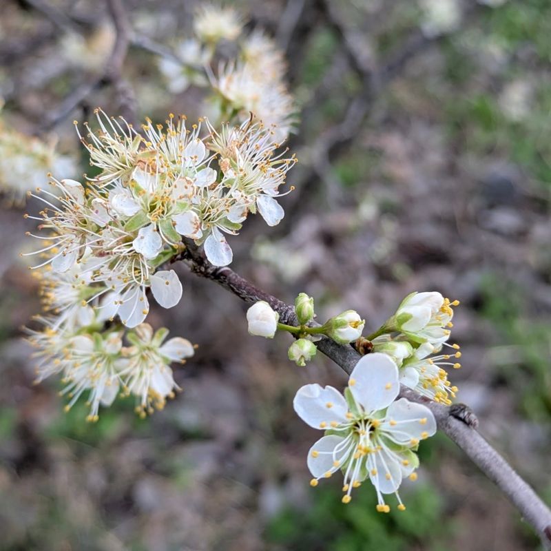 Mexican Plum Offers Spring Blossoms And Fruit Mexican Plum Offers Spring Blossoms And Fruit