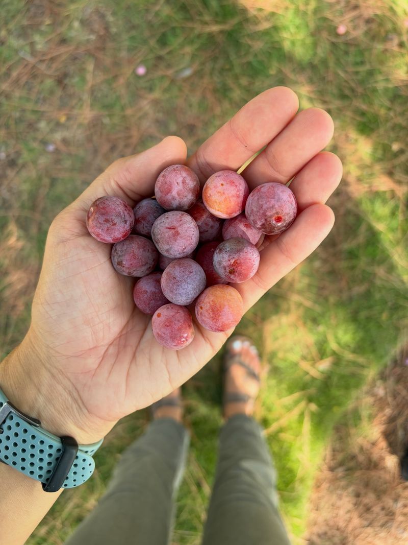 Mexican Plum Produces Fruit For Wildlife Mexican Plum Produces Fruit For Wildlife