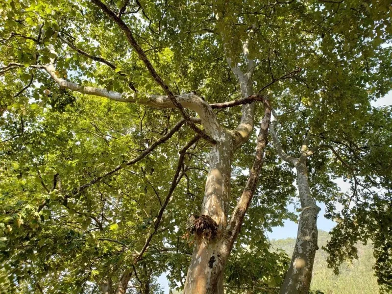 Mexican Sycamore Mexican Sycamore