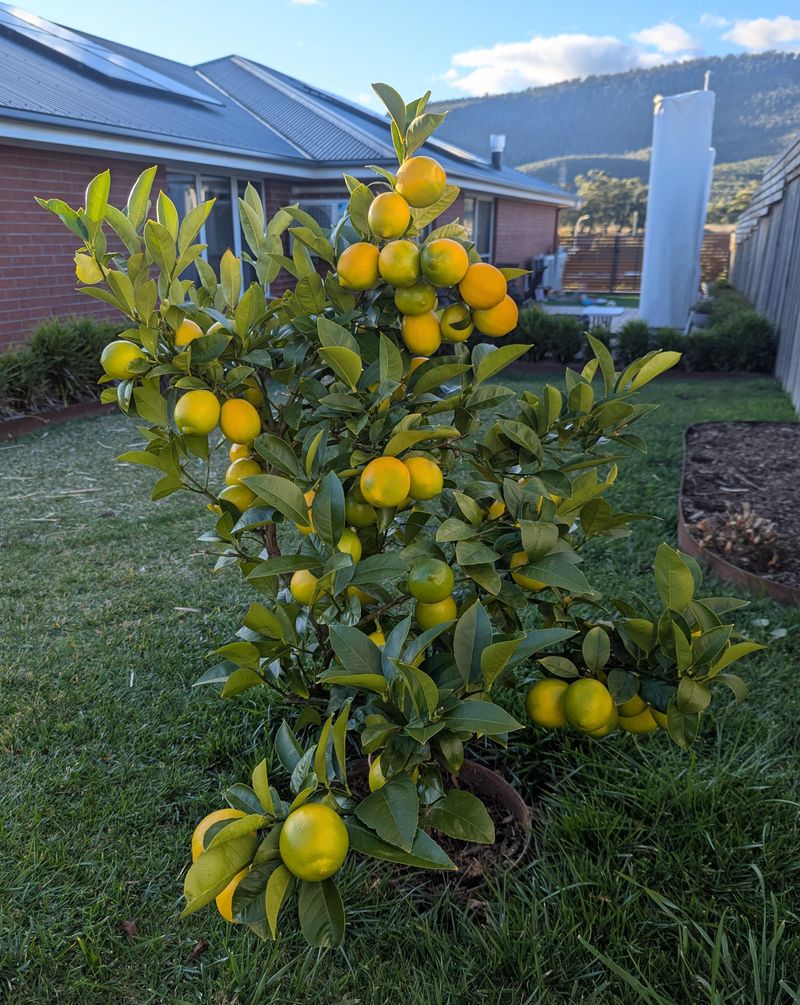 Meyer Lemon Trees Benefit From A Baseline Check Meyer Lemon Trees Benefit From A Baseline Check