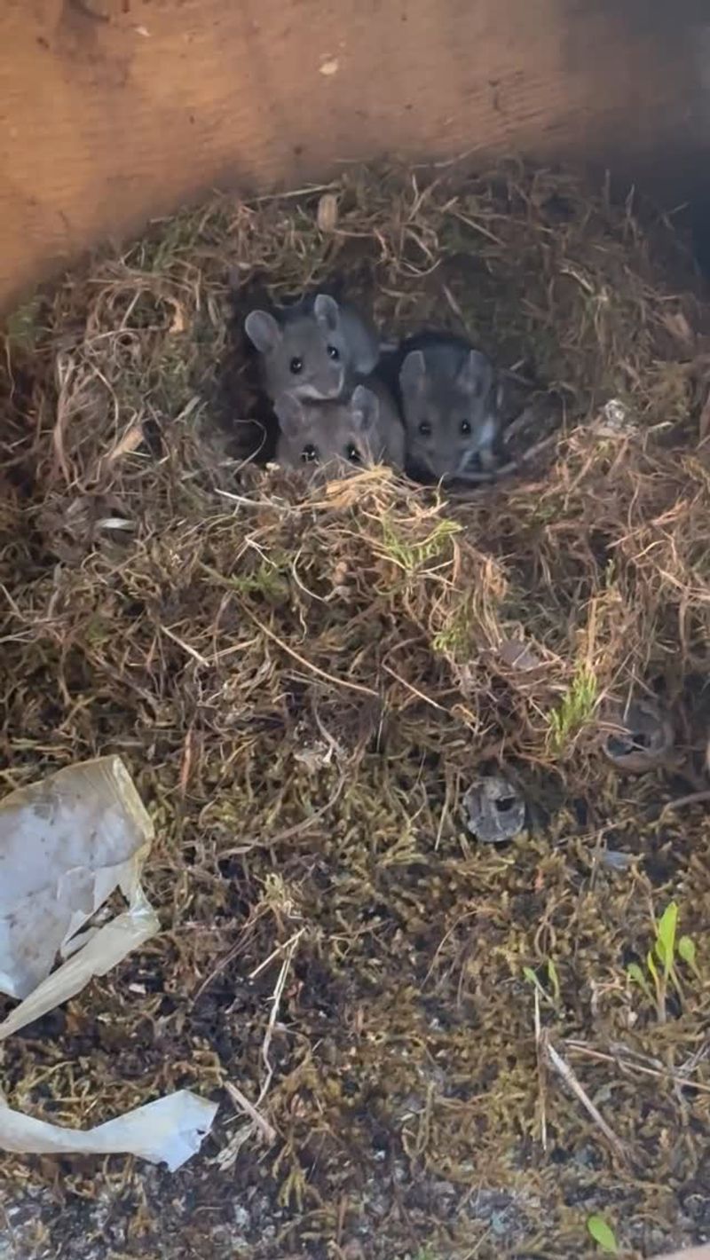 Mice May Be Searching For Winter Locations