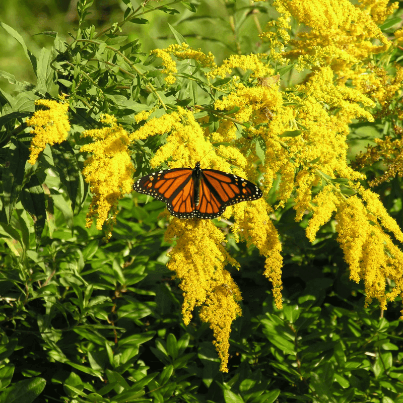 Michigan Native Species Worth Growing Michigan Native Species Worth Growing