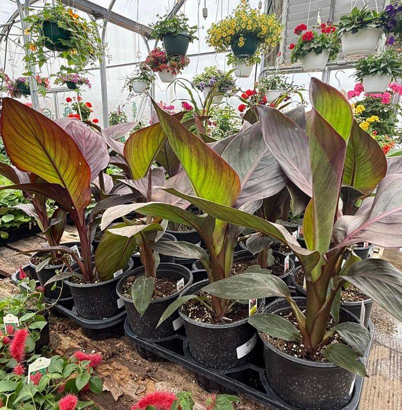 Michigan Winters Are Too Cold For Canna Rhizomes