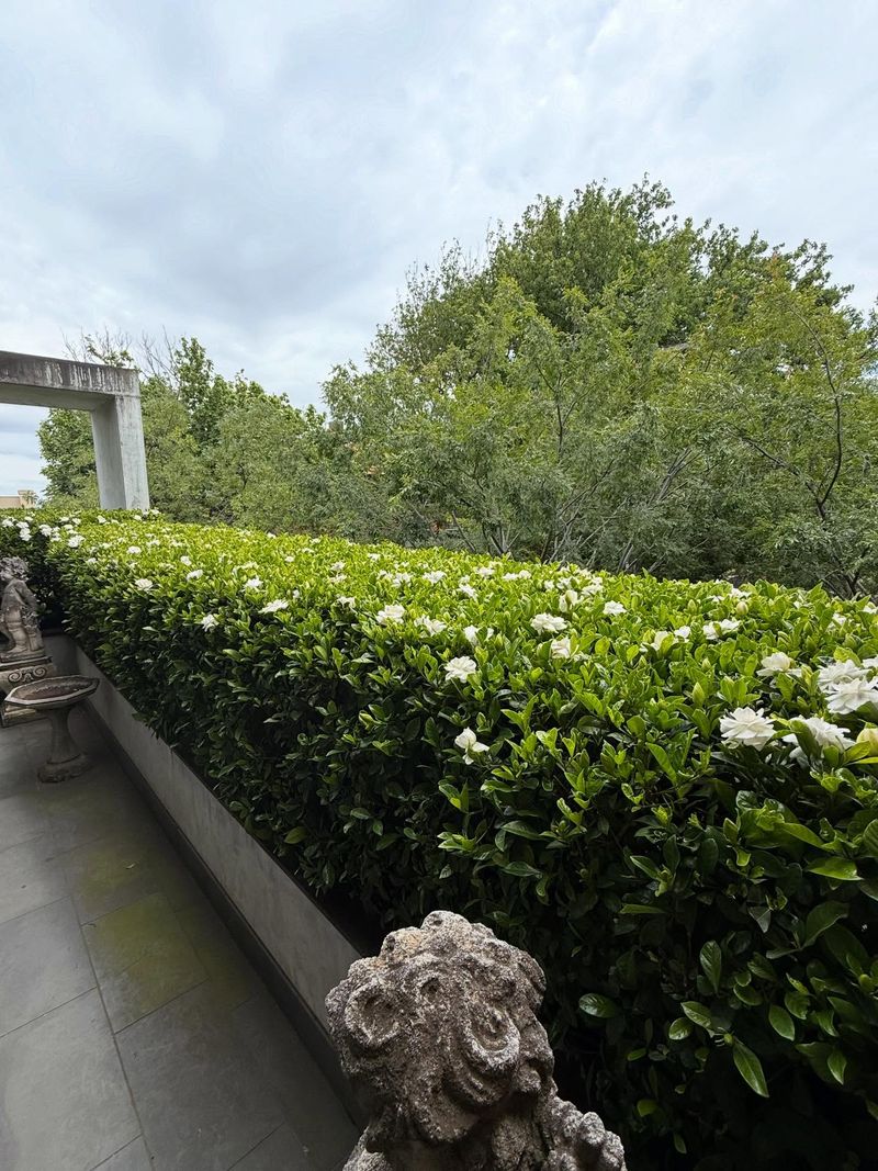 The Real Cutoff Date For Florida Gardenias