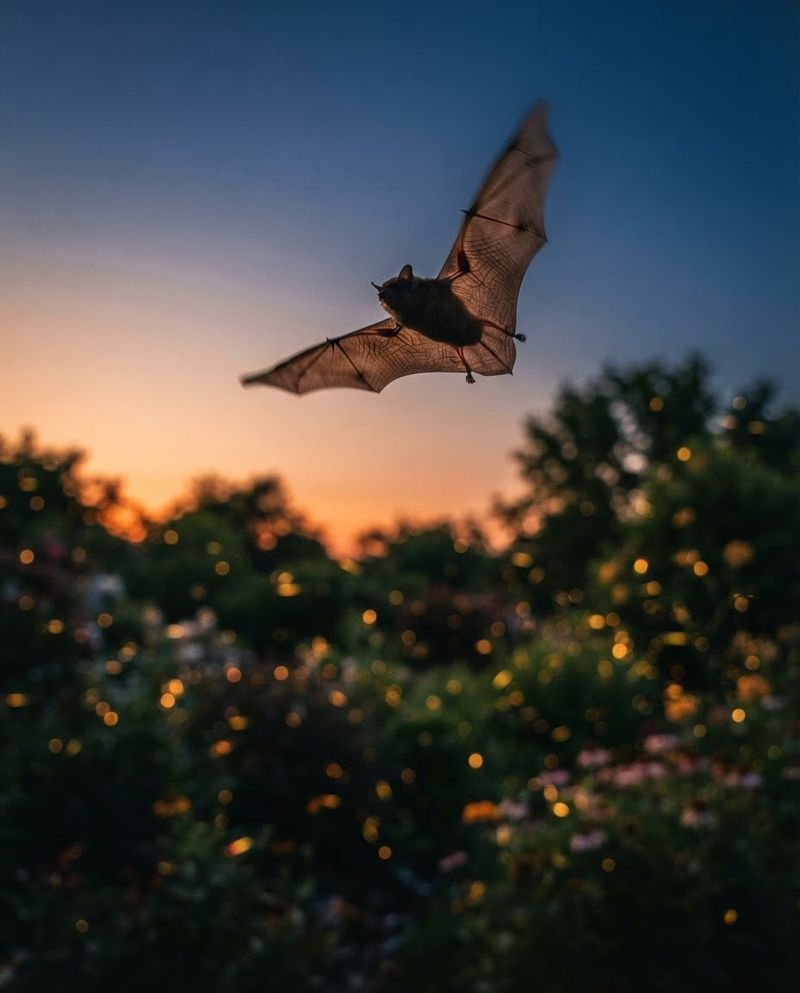 Midsummer Garden Payoffs From Bat Patrols