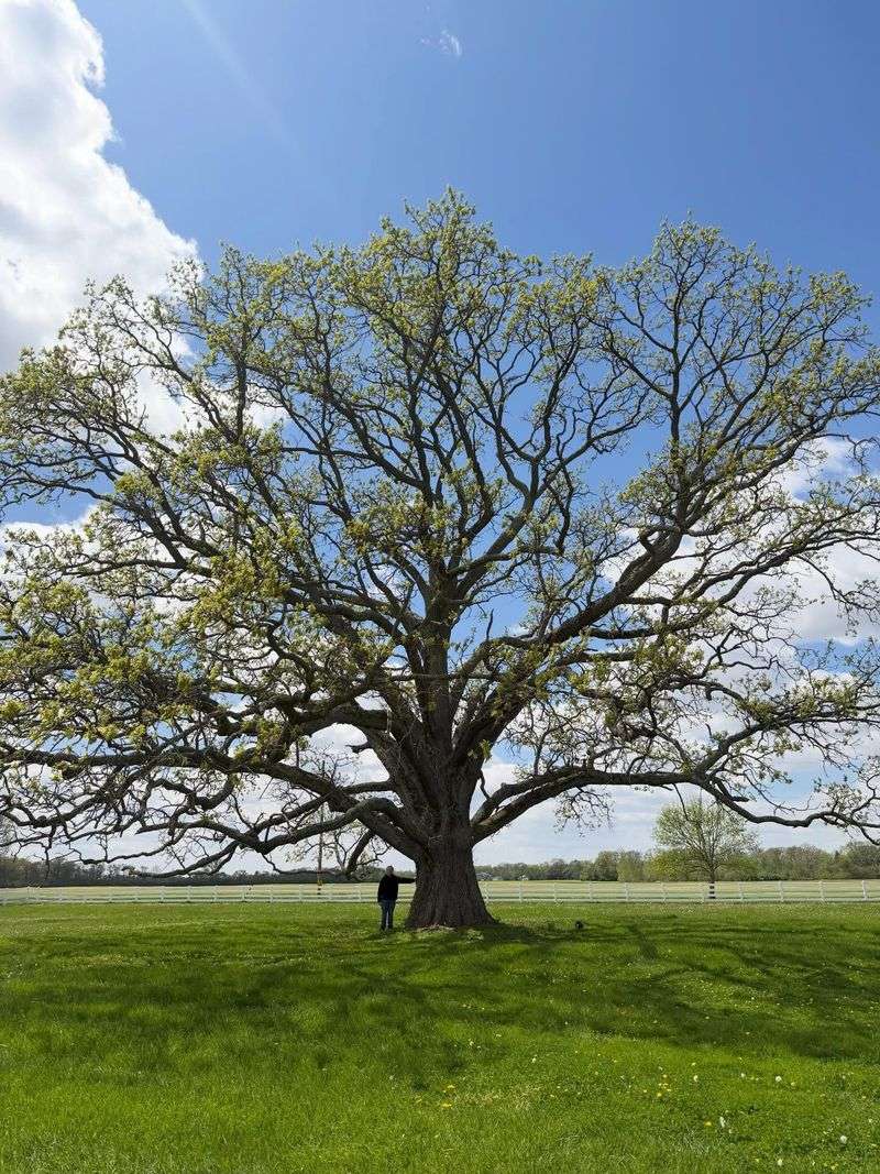 Mighty White Oak Mighty White Oak