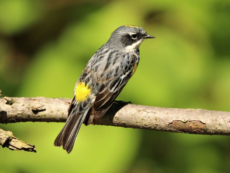 Migrating Birds Moving Through Pennsylvania
