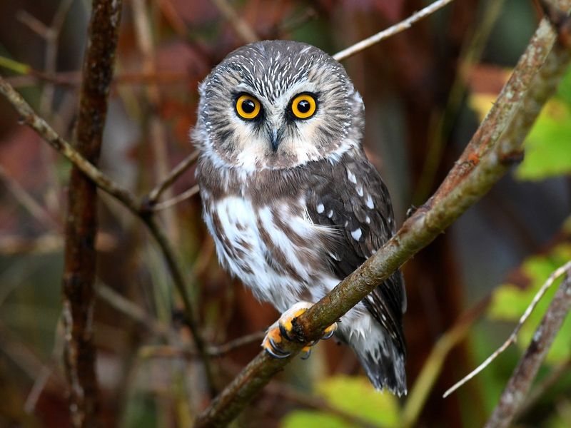 Migrating Owls Pass Through Ohio In Autumn