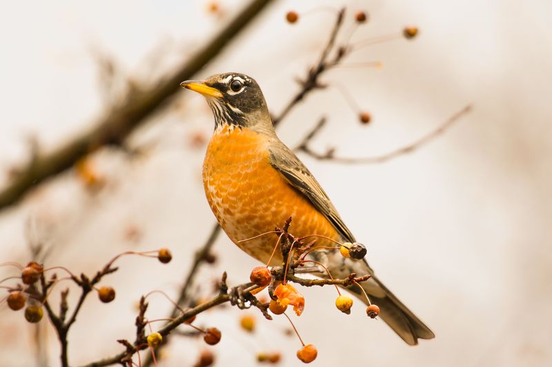 Migrating Songbirds Lose Their Fuel