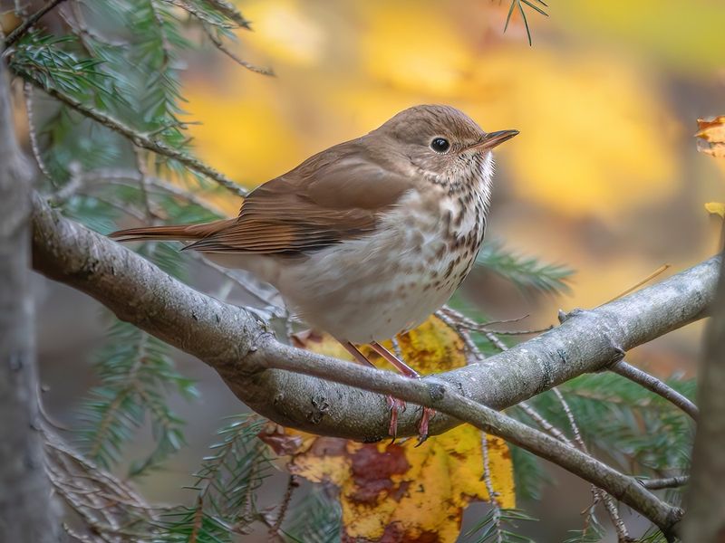 Migrating Thrushes Follow Fruit-Rich Yards