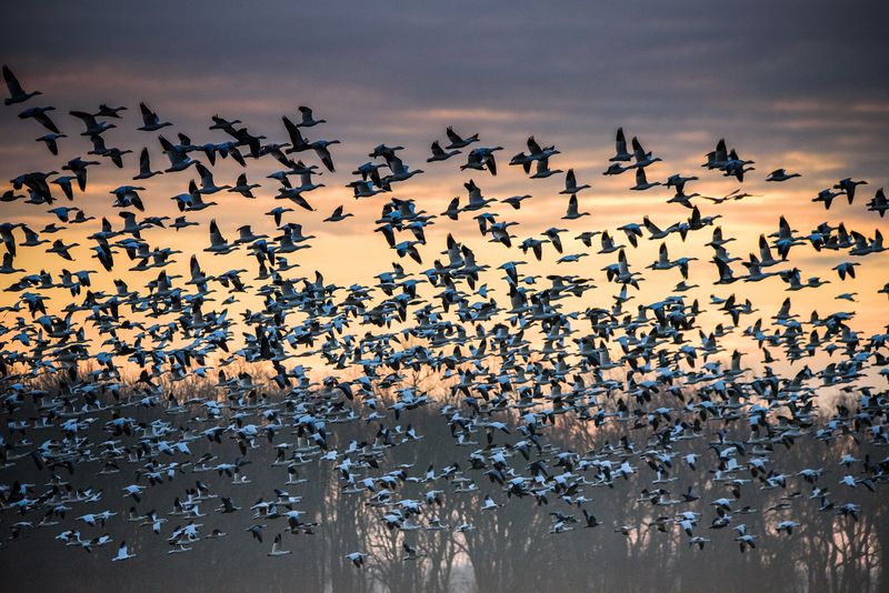 Migration Can Temporarily Change Your Yard Migration Can Temporarily Change Your Yard
