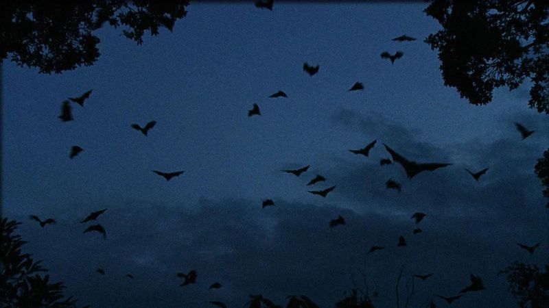 Migration Season Is Beginning Migration Season Is Beginning
