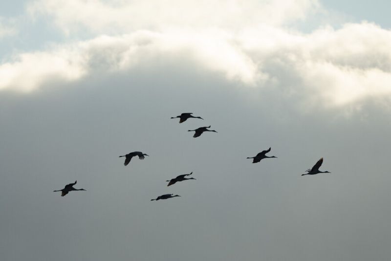 Migration Timing Is Not Identical Every Year Migration Timing Is Not Identical Every Year