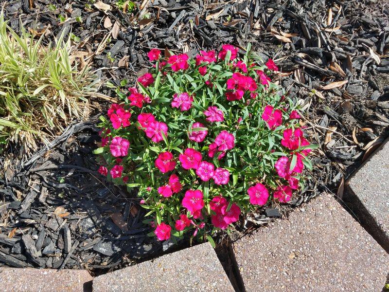 Mild Spells Bring Scattered Flowers Mild Spells Bring Scattered Flowers