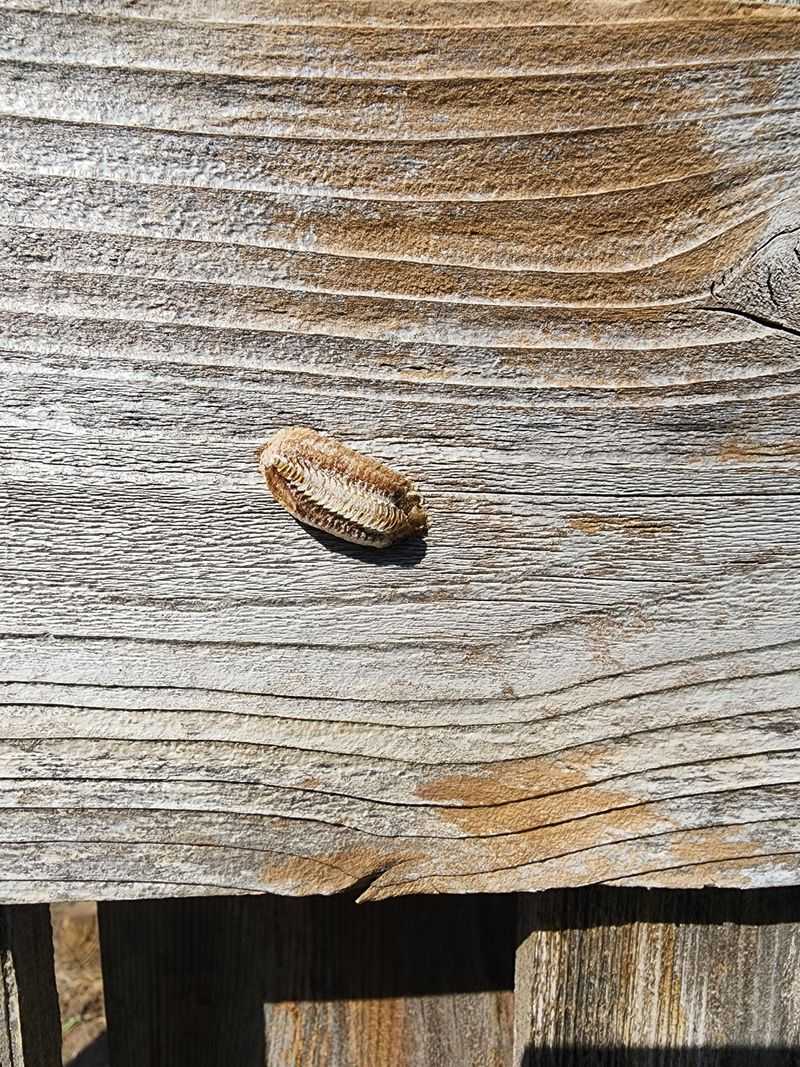 Mild Tennessee Winters Improve Egg Case Success Mild Tennessee Winters Improve Egg Case Success