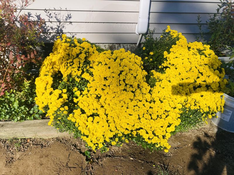 Mild Winters Help Mums Survive Mild Winters Help Mums Survive