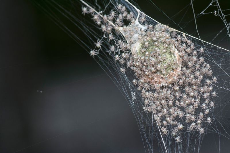 Milder Winters Let More Spiderlings Reach Spring
