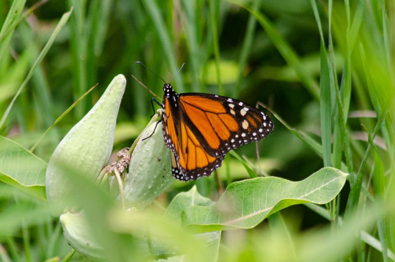 Milkweed Choices Matter More Than You Think Milkweed Choices Matter More Than You Think