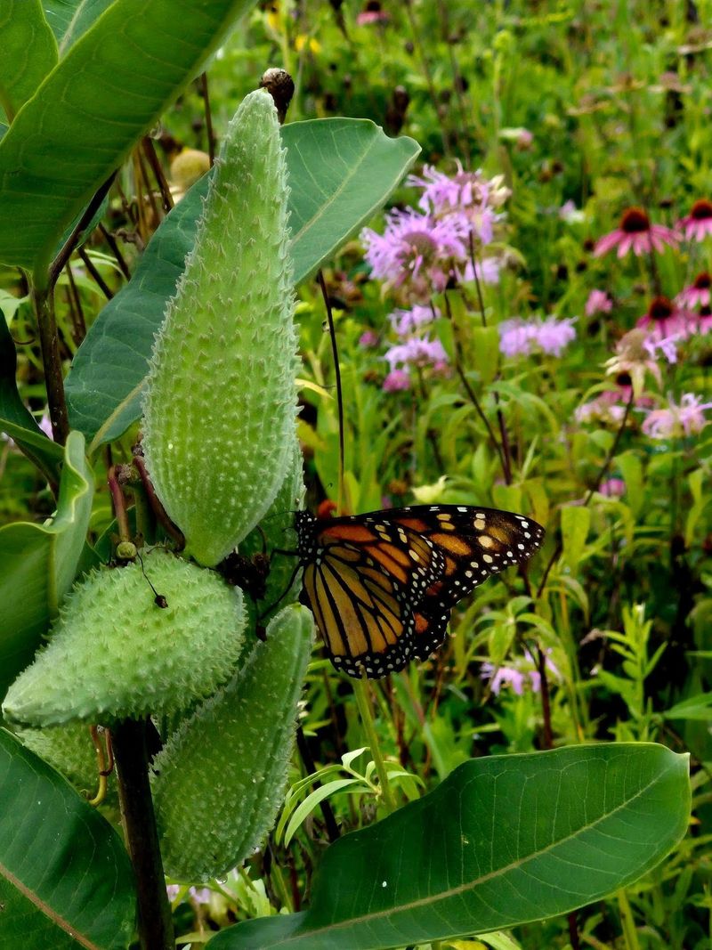 Milkweed Plans For Next Year Milkweed Plans For Next Year