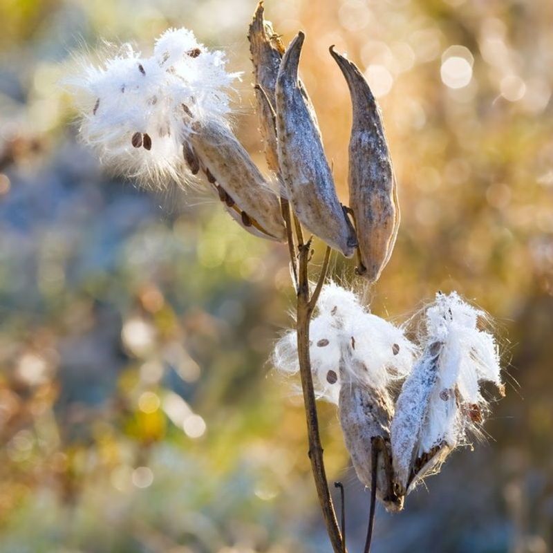 Milkweed Pods Split Open With Seeds For Monarchs Milkweed Pods Split Open With Seeds For Monarchs