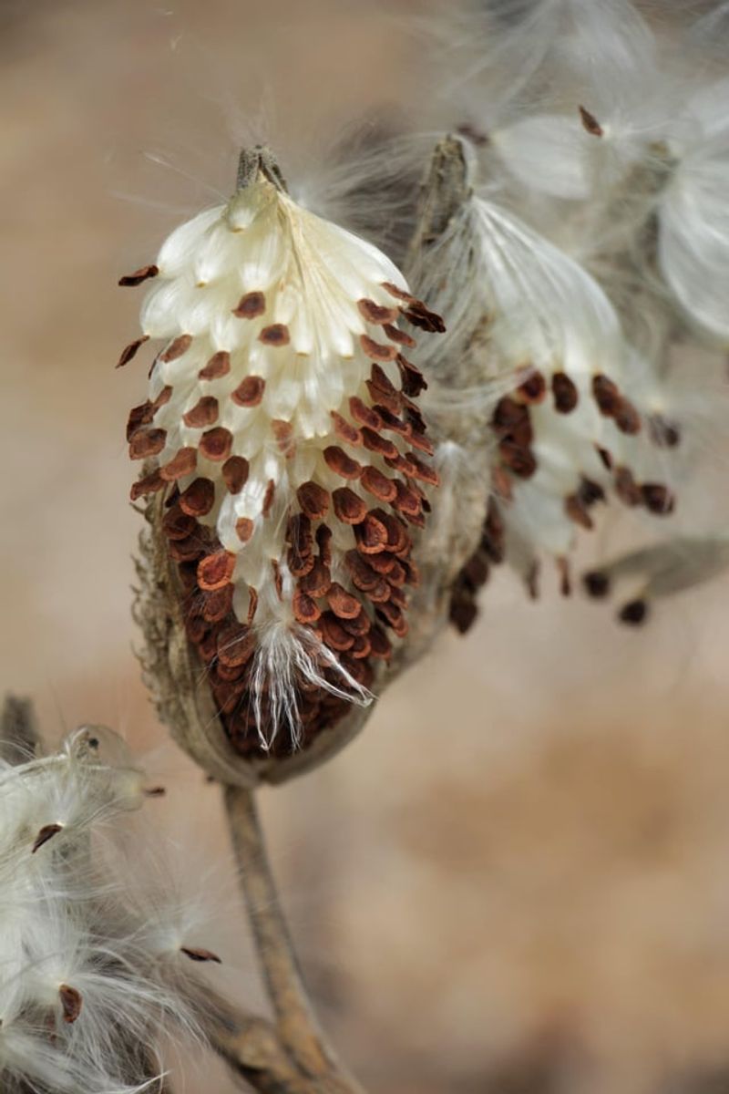 Milkweed Seeds That Feed Monarchs Next Summer