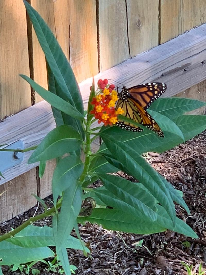Milkweed Still Supports Late Monarchs