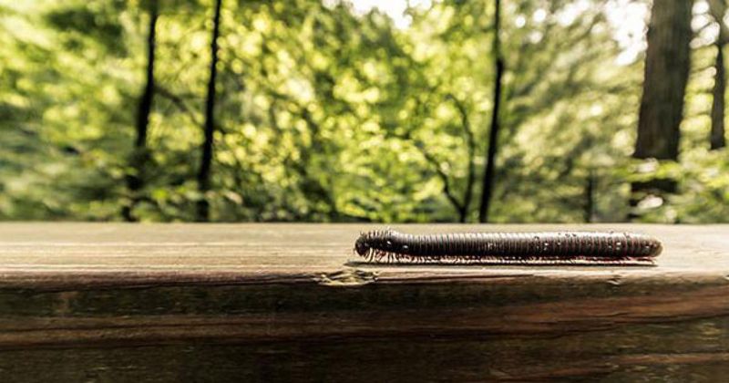 Millipedes Mostly Feed On Decaying Plant Material
