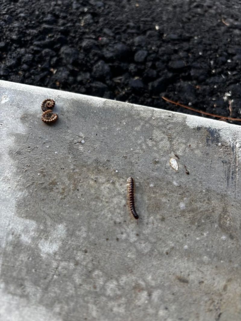 Millipedes Move Toward Damp Areas Around Homes Millipedes Move Toward Damp Areas Around Homes