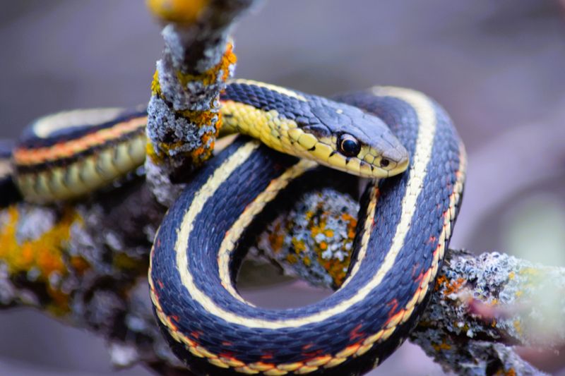 Minnesota's Garter Snake Species