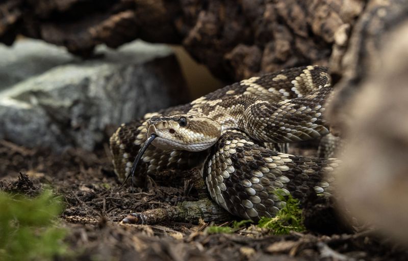 Minnesota's Timber Rattlesnake, The Bluff Country Buzzer