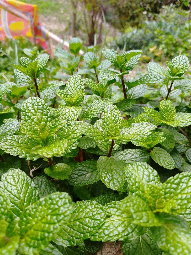 Mint And Its Runaway Roots Mint And Its Runaway Roots