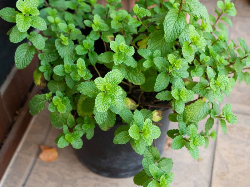 Mint Aromas Along Garden Edges Mint Aromas Along Garden Edges
