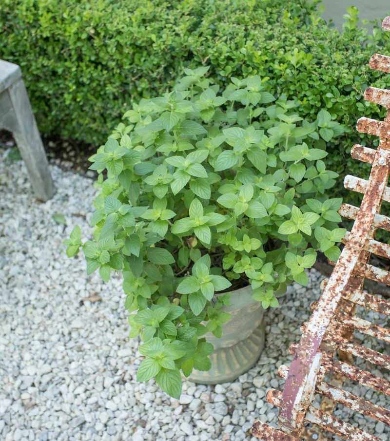 Mint Can Add A Strong-Scented Barrier