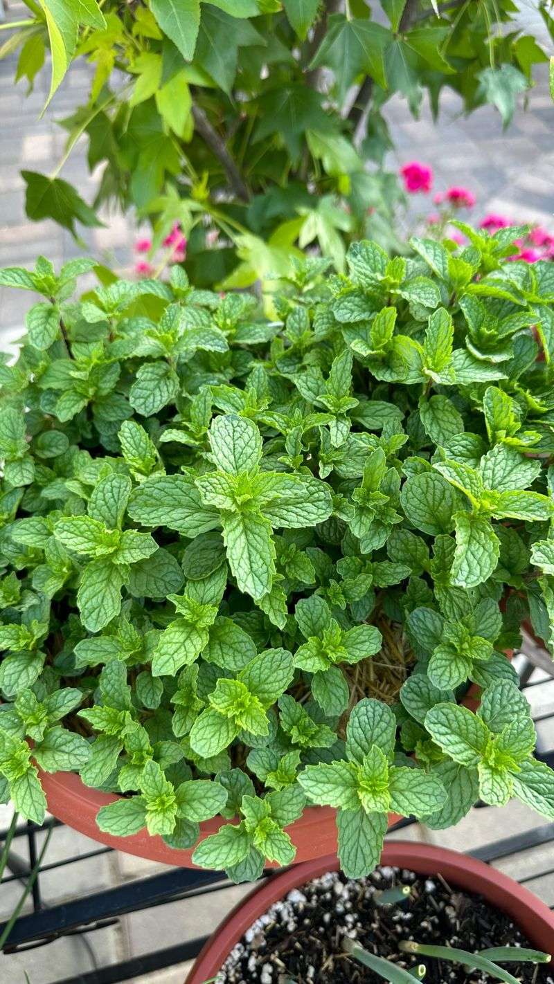 Mint Can Create A Scented Border