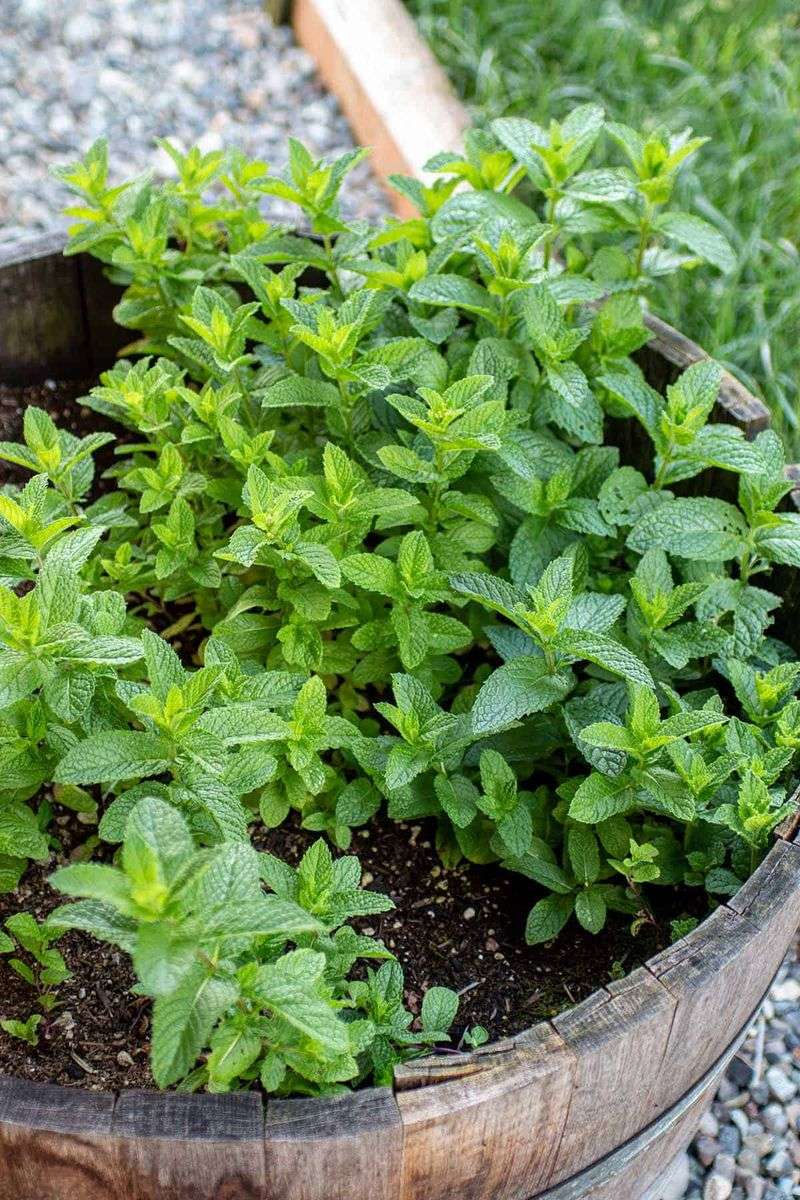 Mint Handles Damp Soil With Ease
