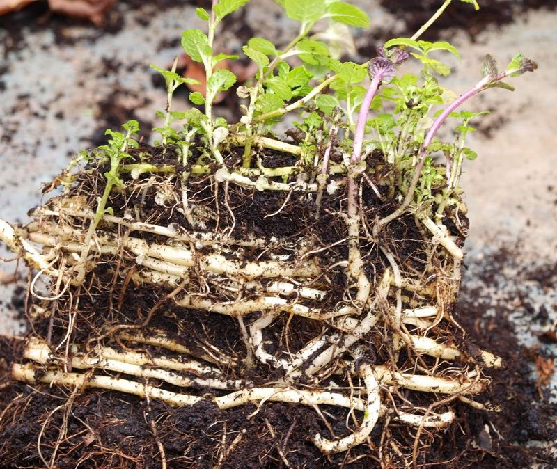 Mint Is Easier To Divide Than To Root