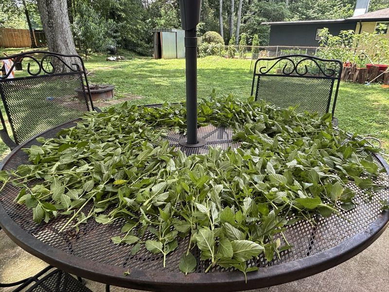 Mint Keeps Giving Until Cold Slows It Down