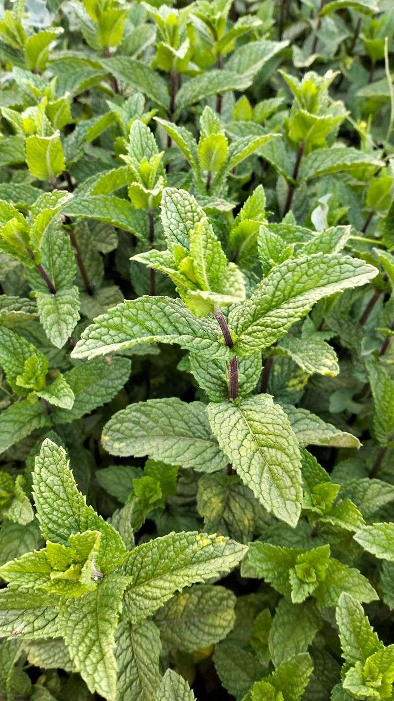 Mint Needs A Fence, Not A Bed