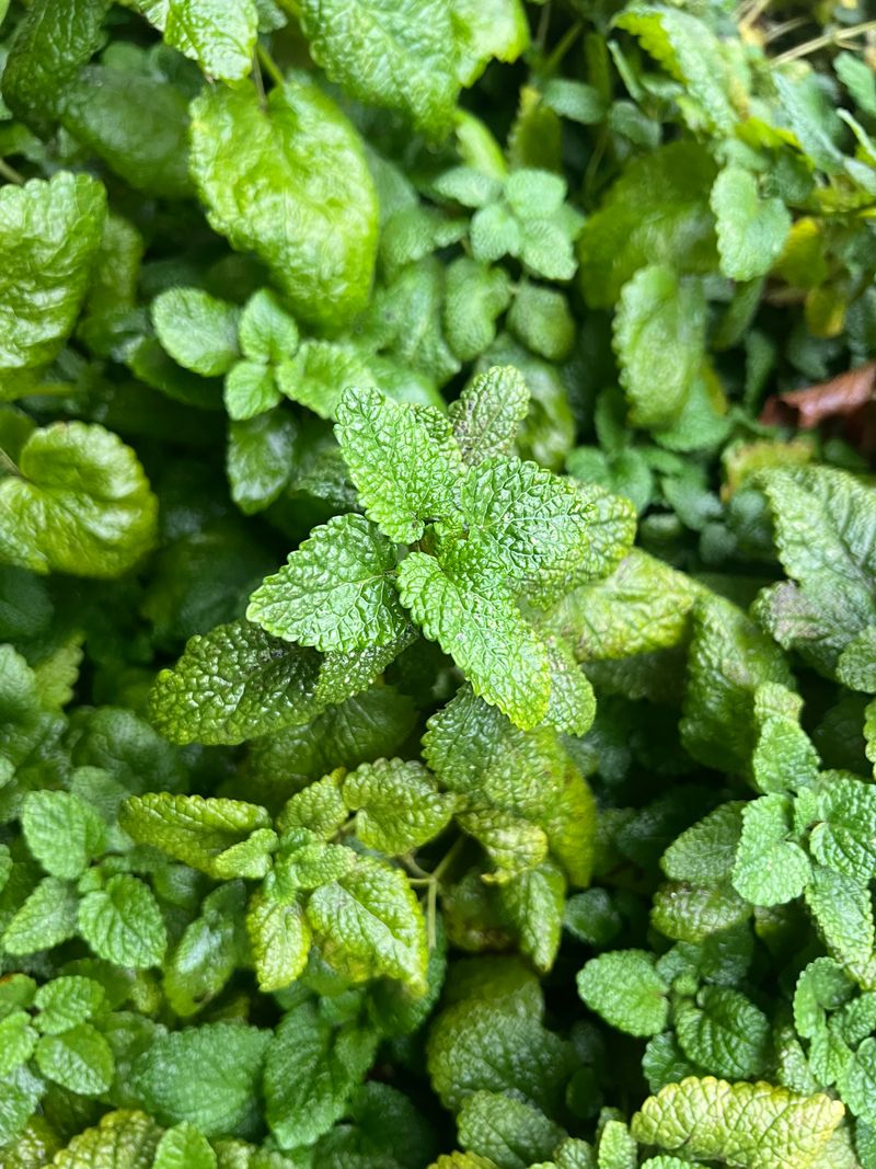 Mint Spreads Steadily Through Cooler Months Mint Spreads Steadily Through Cooler Months