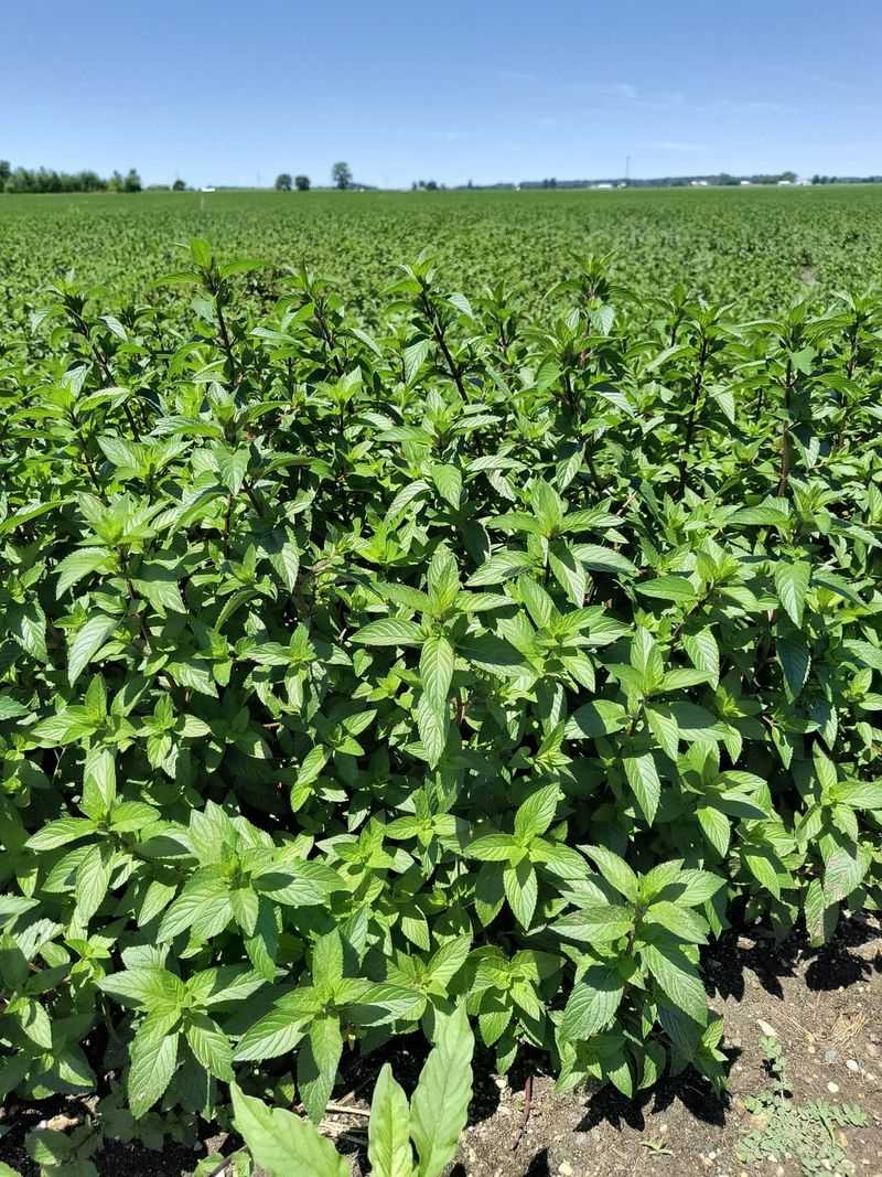 Mint Spreads Through Aggressive Underground Runners
