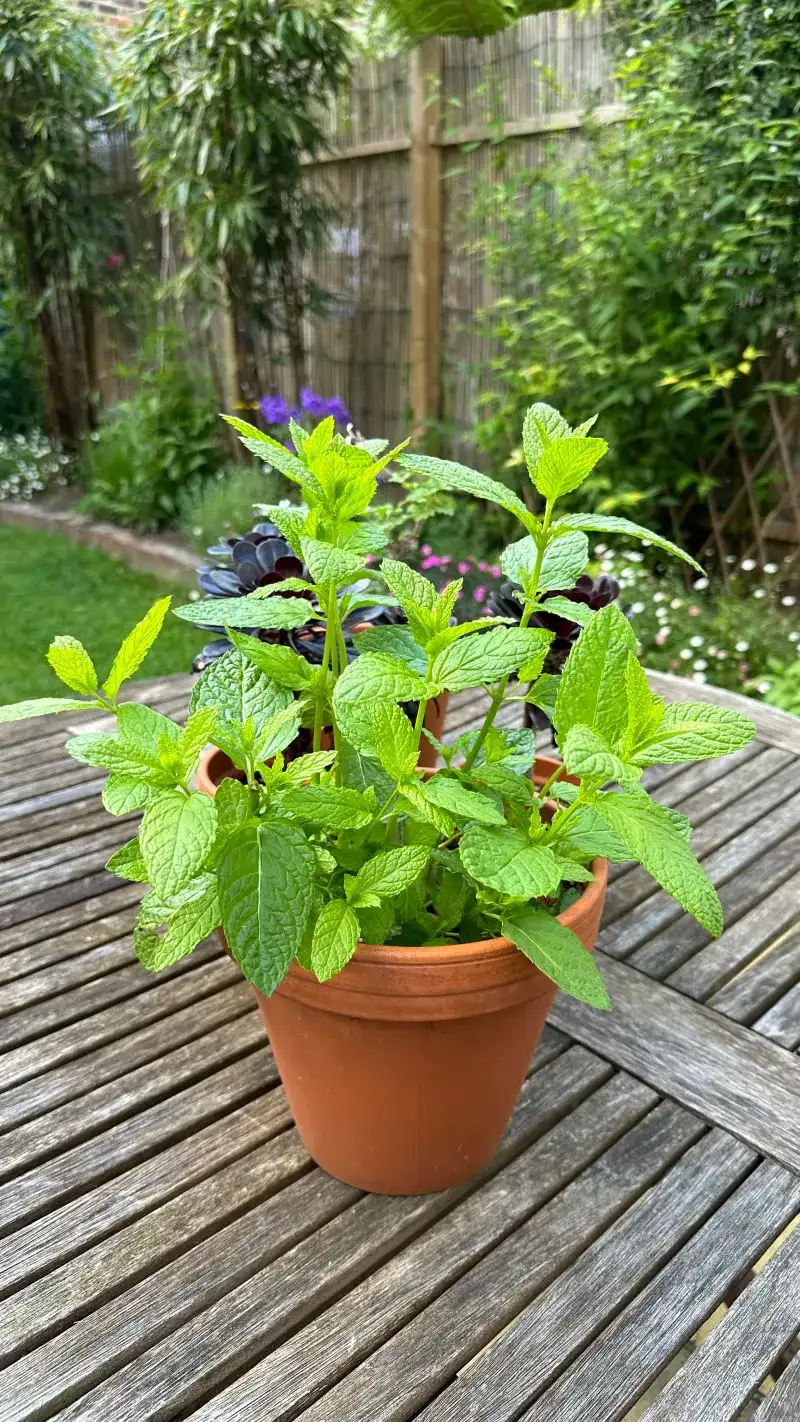 Mint Mint