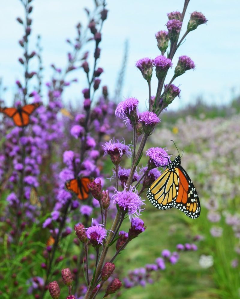 Missing Monarchs Can Have More Than One Cause