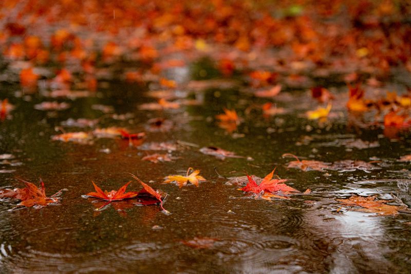 Missouri Autumn Rain Does Your Watering For You