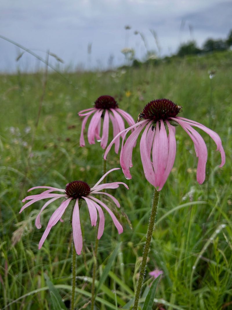 Missouri Species Worth Sowing Before Winter