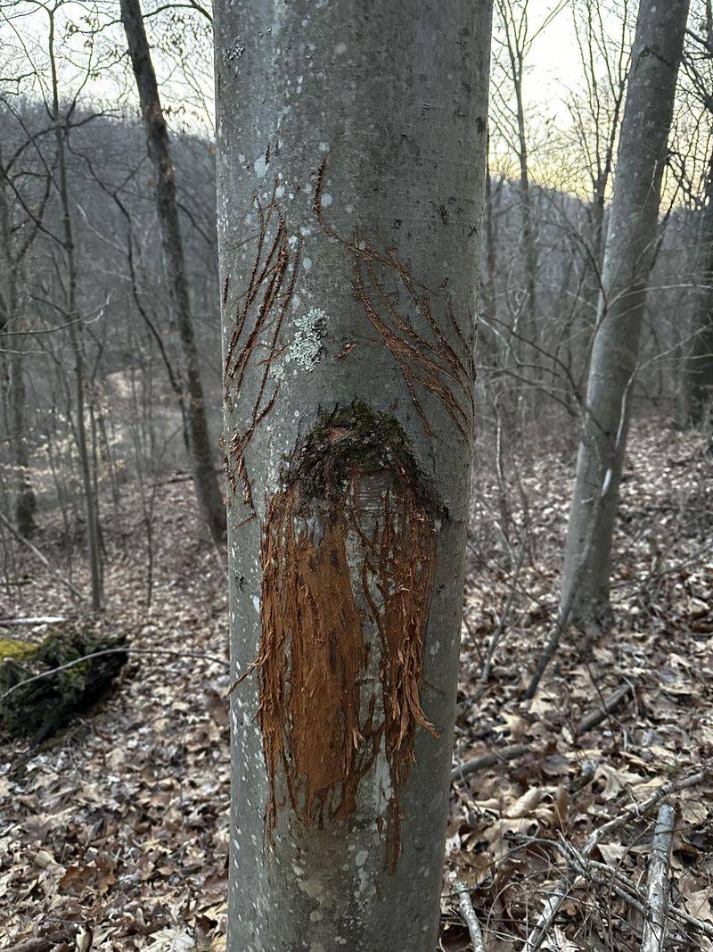 Mistaken Culprits For Bark Stripped Saplings