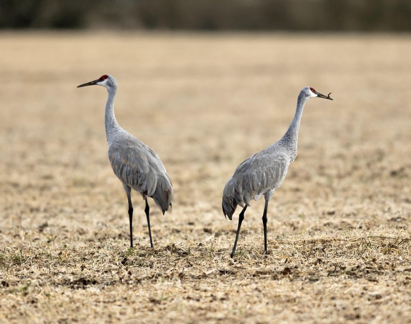 Mistaken Identity With Great Blue Herons